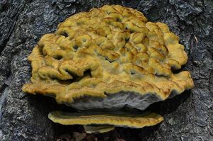 Hnědák Schweinitzův - Phaeolus schweinitzii (Fr.) Pat. 1900