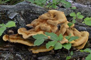 Hnědák Schweinitzův - Phaeolus schweinitzii (Fr.) Pat. 1900