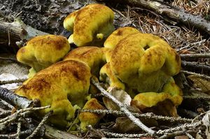 Hnědák Schweinitzův - Phaeolus schweinitzii (Fr.) Pat. 1900