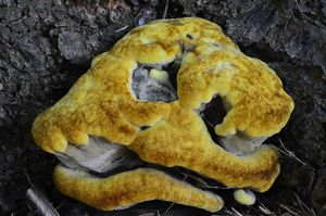 Hnědák Schweinitzův - Phaeolus schweinitzii (Fr.) Pat. 1900