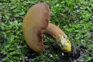 Hřib peprný - Chalciporus piperatus (Bull.) Bataille 1908