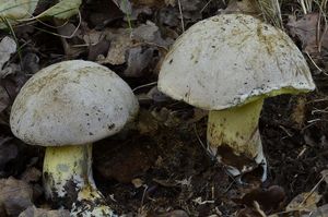 Hřib medotrpký - Caloboletus radicans (Pers.) Vizzini 2014