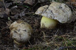 Hřib medotrpký - Caloboletus radicans (Pers.) Vizzini 2014