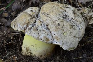 Hřib medotrpký - Caloboletus radicans (Pers.) Vizzini 2014