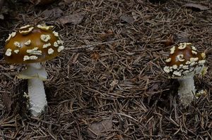 Muchomůrka královská - Amanita regalis (Fr.) Michael 1904