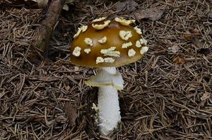 Muchomůrka královská - Amanita regalis (Fr.) Michael 1904
