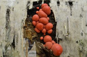 Vlčí mléko červené - Lycogala epidendrum (J.C. Buxb. ex L.) Fr.