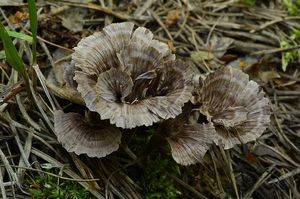 Plesňák karafiátový - Thelephora caryophyllea ( Schaeff.) ex. Fr.