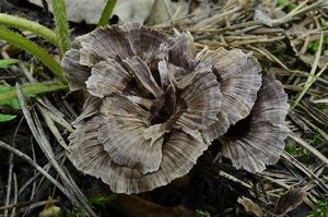 Plesňák karafiátový - Thelephora caryophyllea ( Schaeff.) ex. Fr.