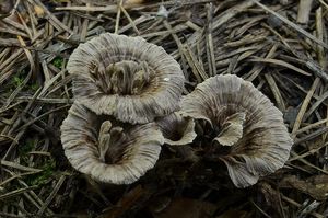 Plesňák karafiátový - Thelephora caryophyllea ( Schaeff.) ex. Fr.