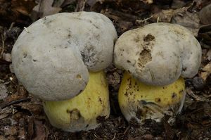 Hřib medotrpký - Caloboletus radicans (Pers.) Vizzini 2014