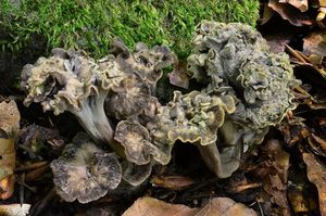 Stroček kadeřavý - Pseudocraterellus undulatus  (Pers.) Rauschert 1987