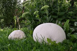 Pýchavka obrovská - Calvatia gigantea (Batsch) Lloyd 1904