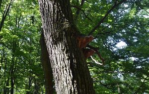 Ohňovec statný - Phellinus robustus (P.Karst.) Bourdot et Galz