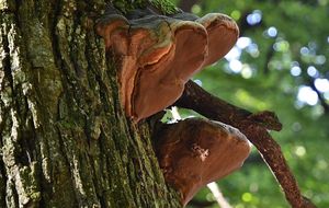 Ohňovec statný - Phellinus robustus (P.Karst.) Bourdot et Galz