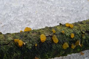 Kropilka rosolovitá - Dacrymyces stillatus