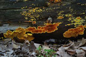 Dřevomorka zlatá - Pseudomerulius aureus