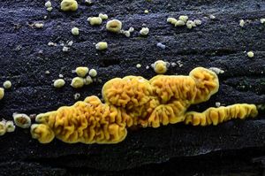 Dřevomorka zlatá - Pseudomerulius aureus