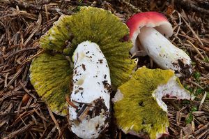 Klikni pro velký obrázek