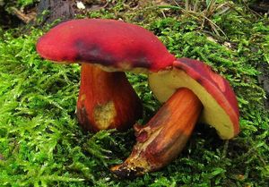 Klikni pro velký obrázek