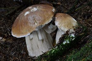 Klikni pro velký obrázek