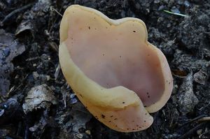 Klikni pro velký obrázek