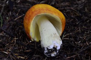 Klikni pro velký obrázek