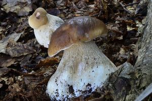 Klikni pro velký obrázek