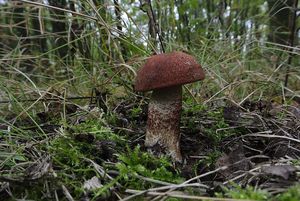 Klikni pro velký obrázek