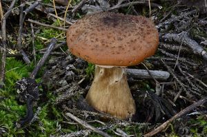 Klikni pro velký obrázek