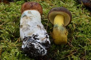 Klikni pro velký obrázek