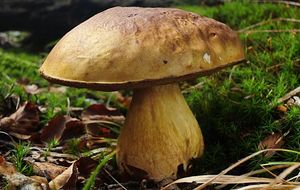 Klikni pro velký obrázek