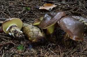 Klikni pro velký obrázek