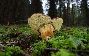 Klikni pro velký obrázek