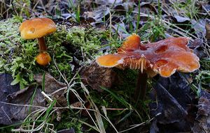 Klikni pro velký obrázek