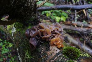Rosolovka listovitá - Tremella foliacea Pers. 1800