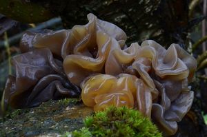Rosolovka listovitá - Tremella foliacea Pers. 1800