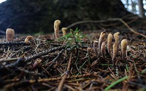 Kyj jazýčkovitý - Clavariadelphus ligula (Schaeff.) Donk