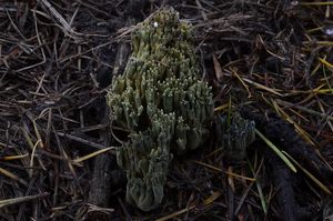 Kuřátka zelenající - Phaeoclavulina abietina (Pers.) Giachini 2011