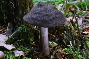 Štítovka černolemá - Pluteus atromarginatus