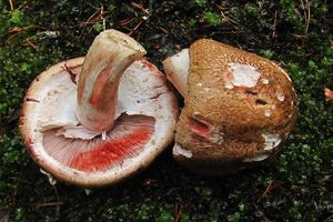 Pečárka Langeova - Agaricus langei (F.H. Møller) F.H. Møller 1952