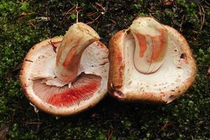 Pečárka Langeova - Agaricus langei (F.H. Møller) F.H. Møller 1952