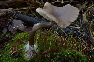 Strmělka číškovitá - Pseudoclitocybe cyathiformis ( Bull.) Singer