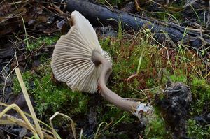 Strmělka číškovitá - Pseudoclitocybe cyathiformis ( Bull.) Singer