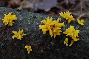 Krásnorůžek vidlený - Calocera furcata (Fr.) Fr. 1827