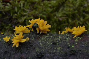 Krásnorůžek vidlený - Calocera furcata (Fr.) Fr. 1827