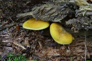 Šafránka ozdobná - Tricholomopsis decora (Fr.) Singer 1939