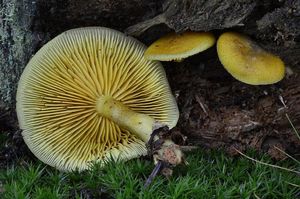 Šafránka ozdobná - Tricholomopsis decora (Fr.) Singer 1939