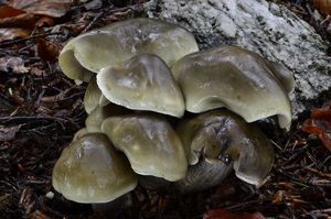 Čirůvka mýdlová - Tricholoma saponaceum (Fr.) P. Kumm. 1871