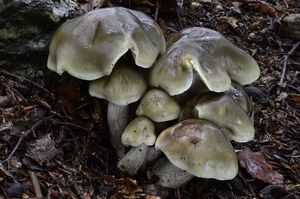 Čirůvka mýdlová - Tricholoma saponaceum (Fr.) P. Kumm. 1871